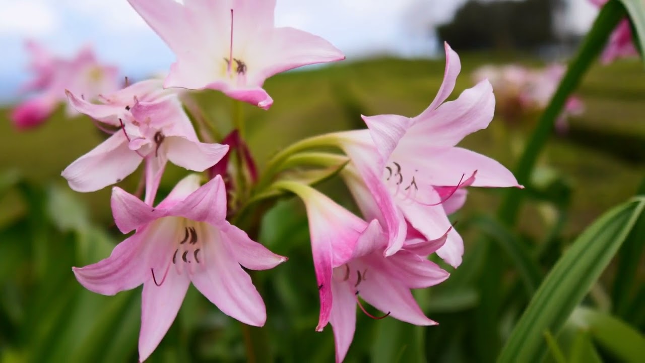 BT - Satellite (feat. footage from the Azores) -- music video