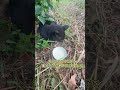 『クロ子のビート』 野良猫クロ子のストーリームービーです。黒猫三兄弟のうちの1匹です。#shorts #保護猫 #野良猫 #黒猫 #猫のいる暮らし