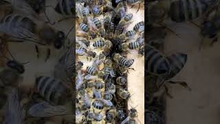 schönheit #königen #honigbienen #honeybeesting #honeybee #beekeeping #honey #naturalhoneycomb