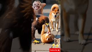 Eagle vs House Cat— The Ending Surprised Everyone #animals #shorts #pets #dog #eagle #CatVideos