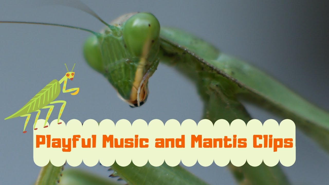 Watch Playful Music and Mantis Clips on YouTube Watch Playful Music and Mantis Clips on YouTube