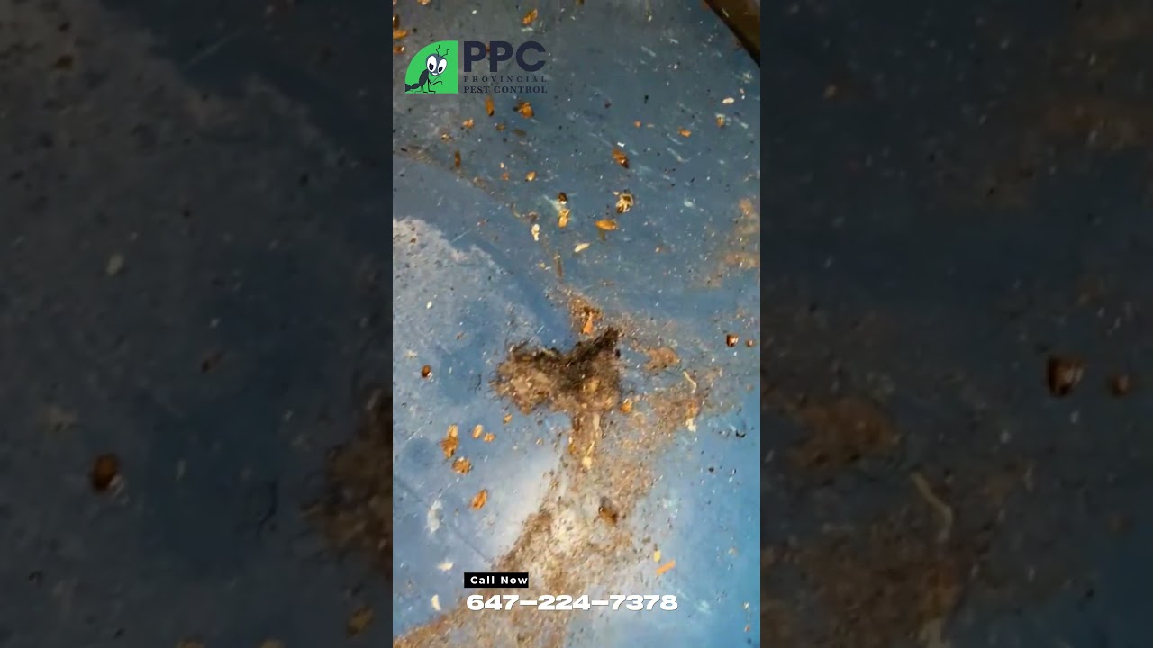 Bye Bye Bugs: Witness the Results of Our Cockroach Treatment!