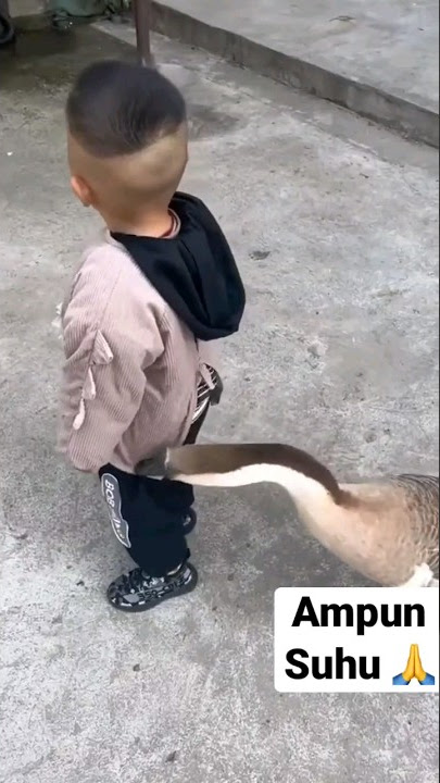 siapa aja yg pernah digigit ANGSA? 🤣 ayo ngakuu #angsa #shorts