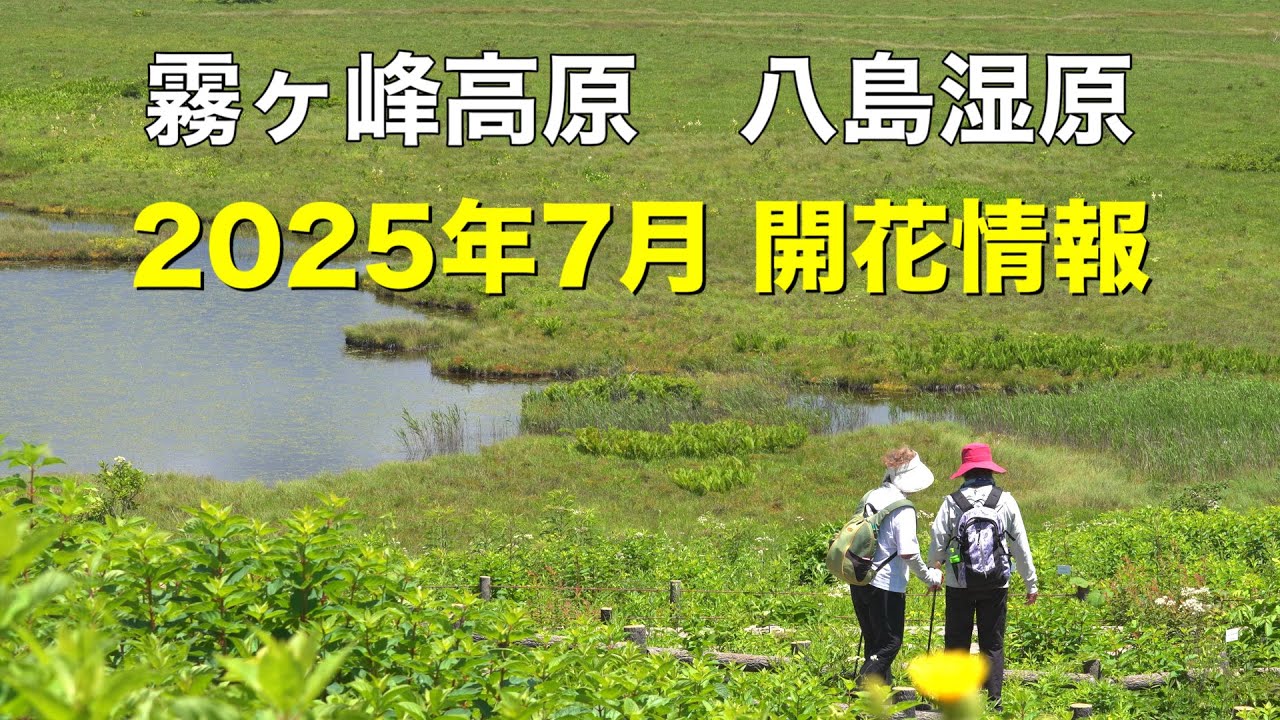 霧ケ峰高原 八島湿原 2025年7月 開花情報 - YouTube