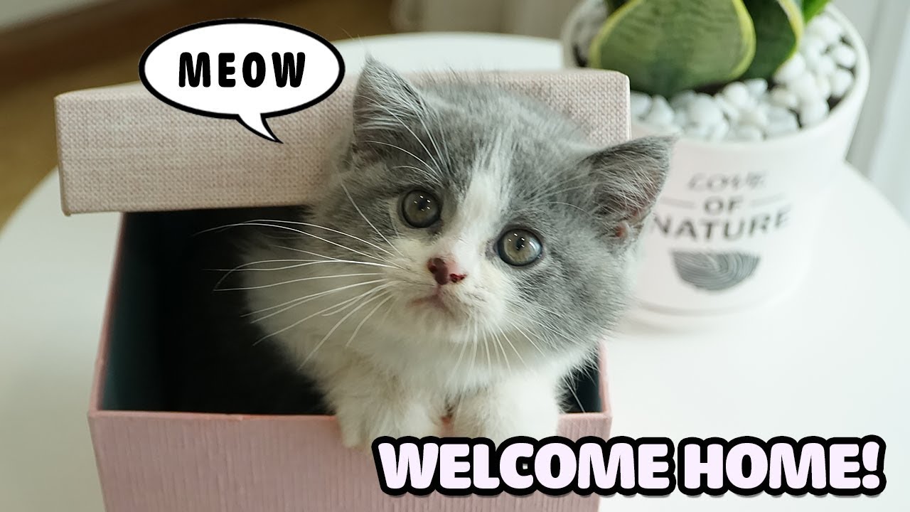 Welcome A Cat To My Home! What Name Should I Give Him | Funny Cats ...
