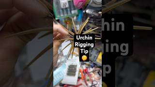 Urchin Bait rigging! #Coike #fishing