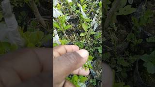 উন্নত রুটে সুইট ম্যান্ডারিন #shorts #viral #farming