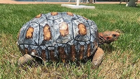 Tortoise first ever 3D prosthetic covering to replace its armour after it was burnt