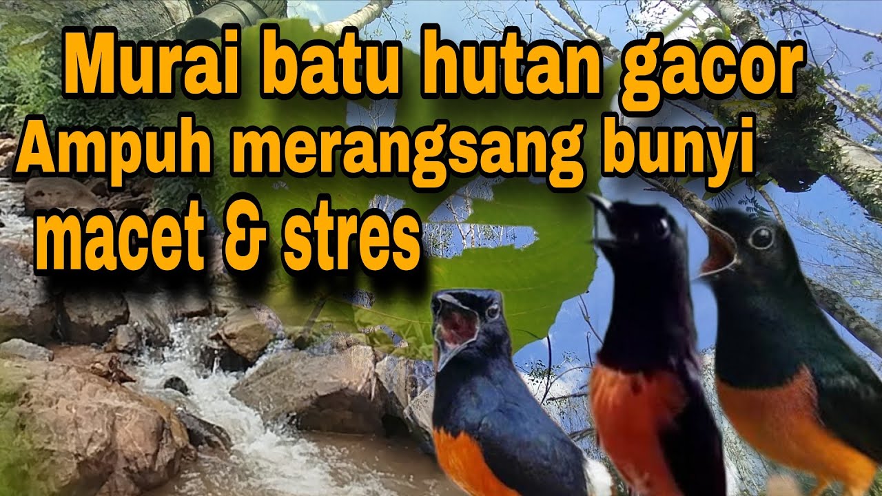 Suara murai batu hutan gacor murai bisu jadi ikut gacor#muraibatuhutangacor
