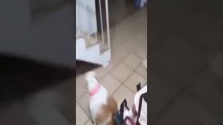 Bulldog Dancing Towards Grandma