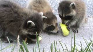 Baby Raccoons!