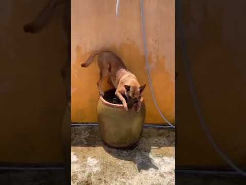 جدو علي وركسي الكلب