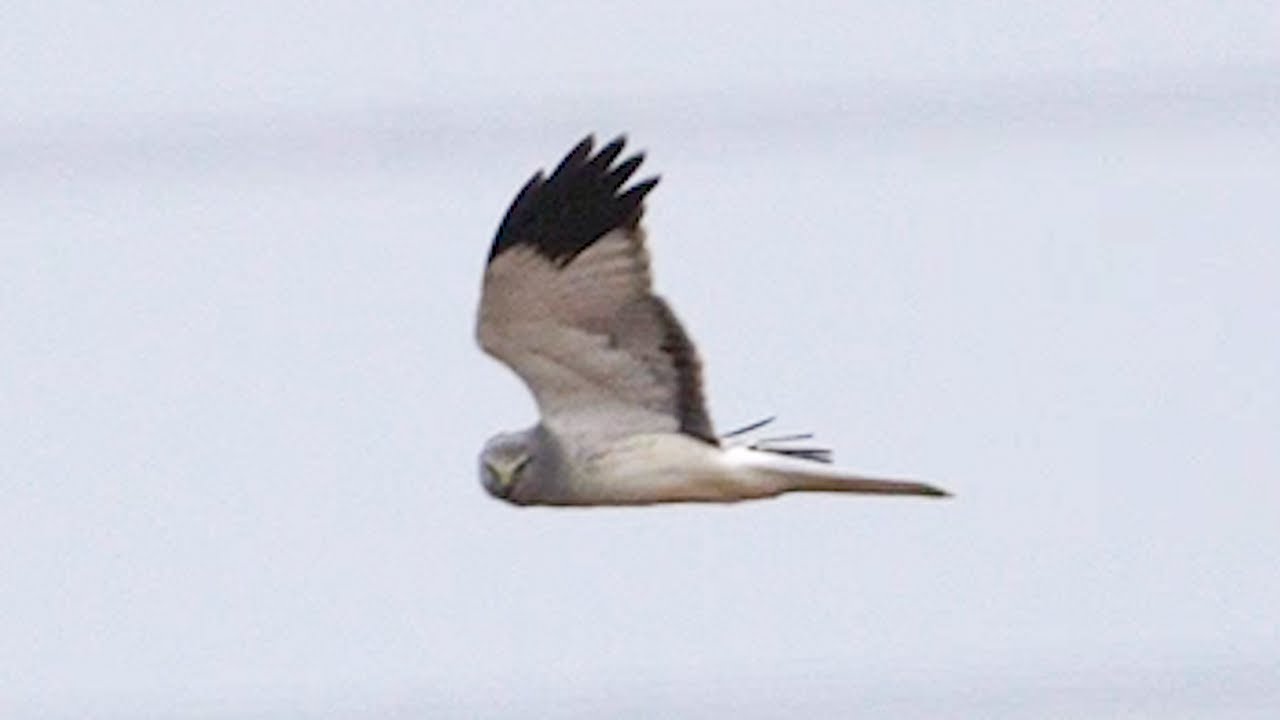 ハヤブサ?に追い払われるハイイロチュウヒ(Hen harrier) 