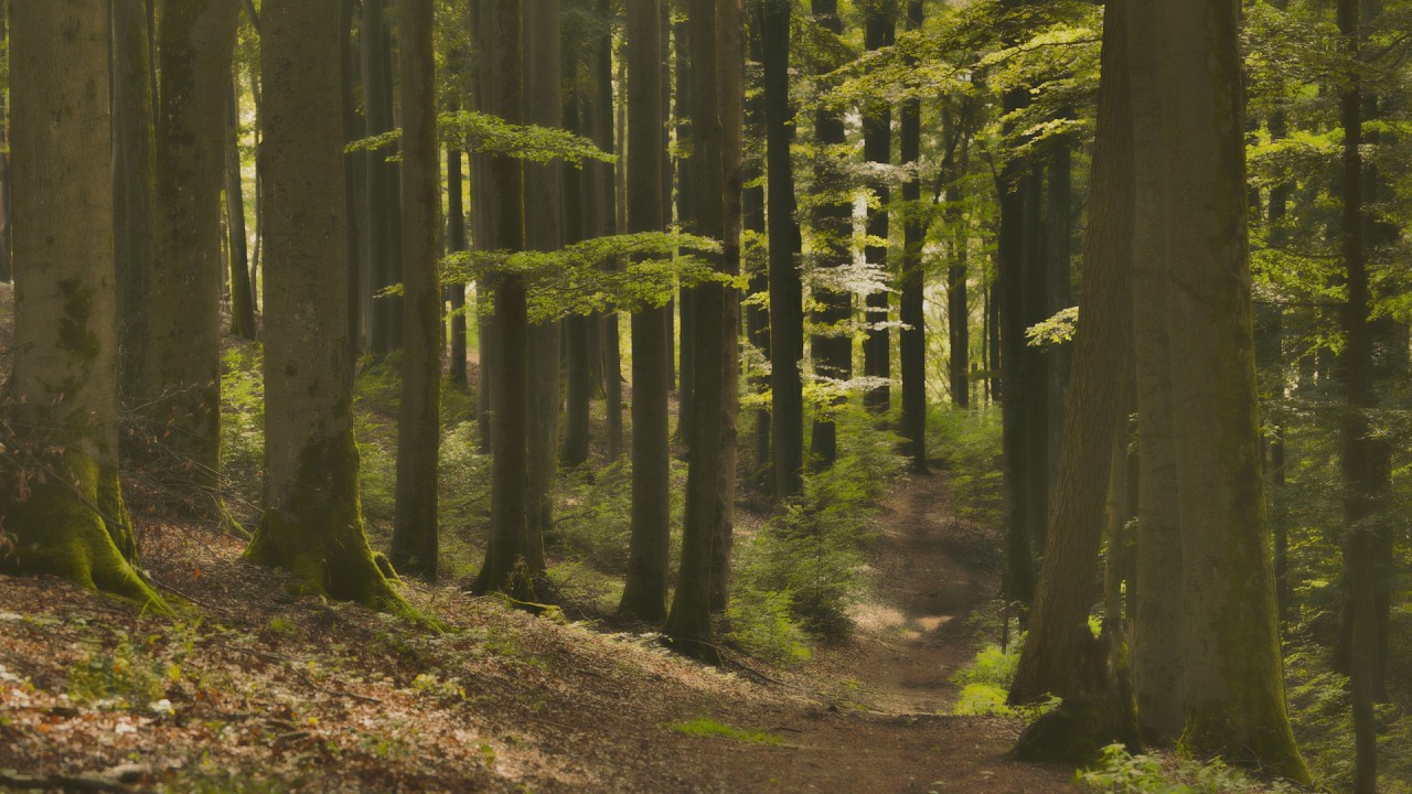 🌳 4K - Relaxing Nature Sounds For Stress Relief, Forest Sounds, Bird Song, No AI