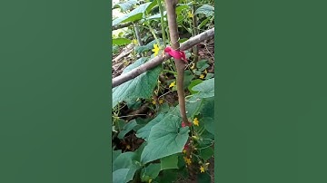 growing cucumbers on trellis|short tour. abundance of cucumbers