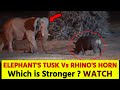 Elephant Vs Rhino in Indian Forest | Elephant Tusk Vs Rhino Horn see who wins