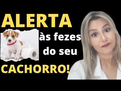 Vídeo: Normal, Macio, Escorrendo E Mais: O Que O Cocô Do Seu Cachorro Diz A Você