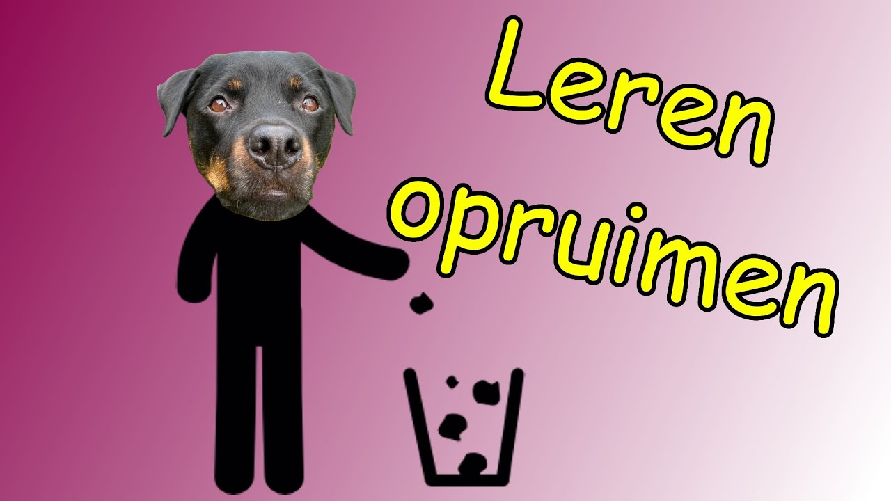 Je hond leren opruimen (de droom van elke honden ouder) - Hoe leren honden