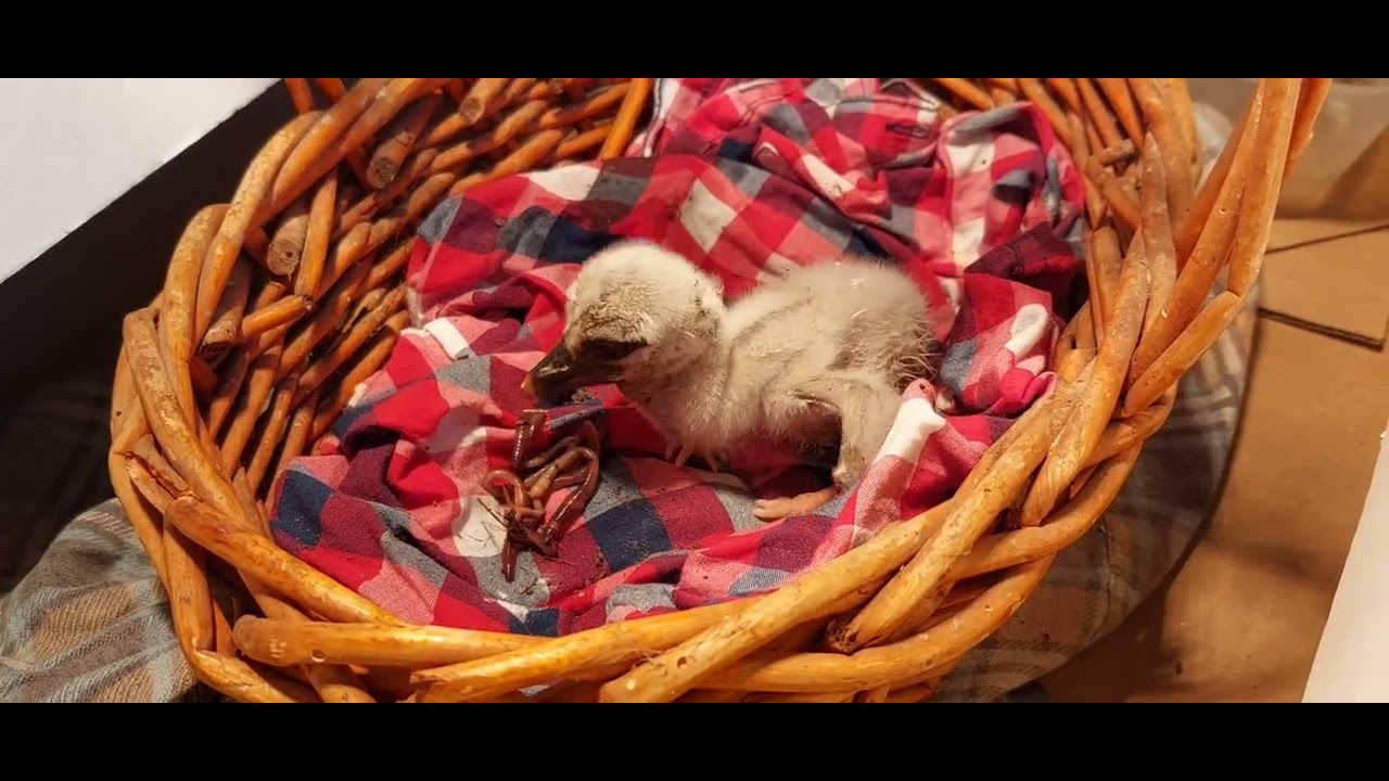 Kolacja malucha z Zastawek