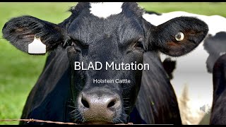 Year 13 NCEA Selective Breeding Lesson 1