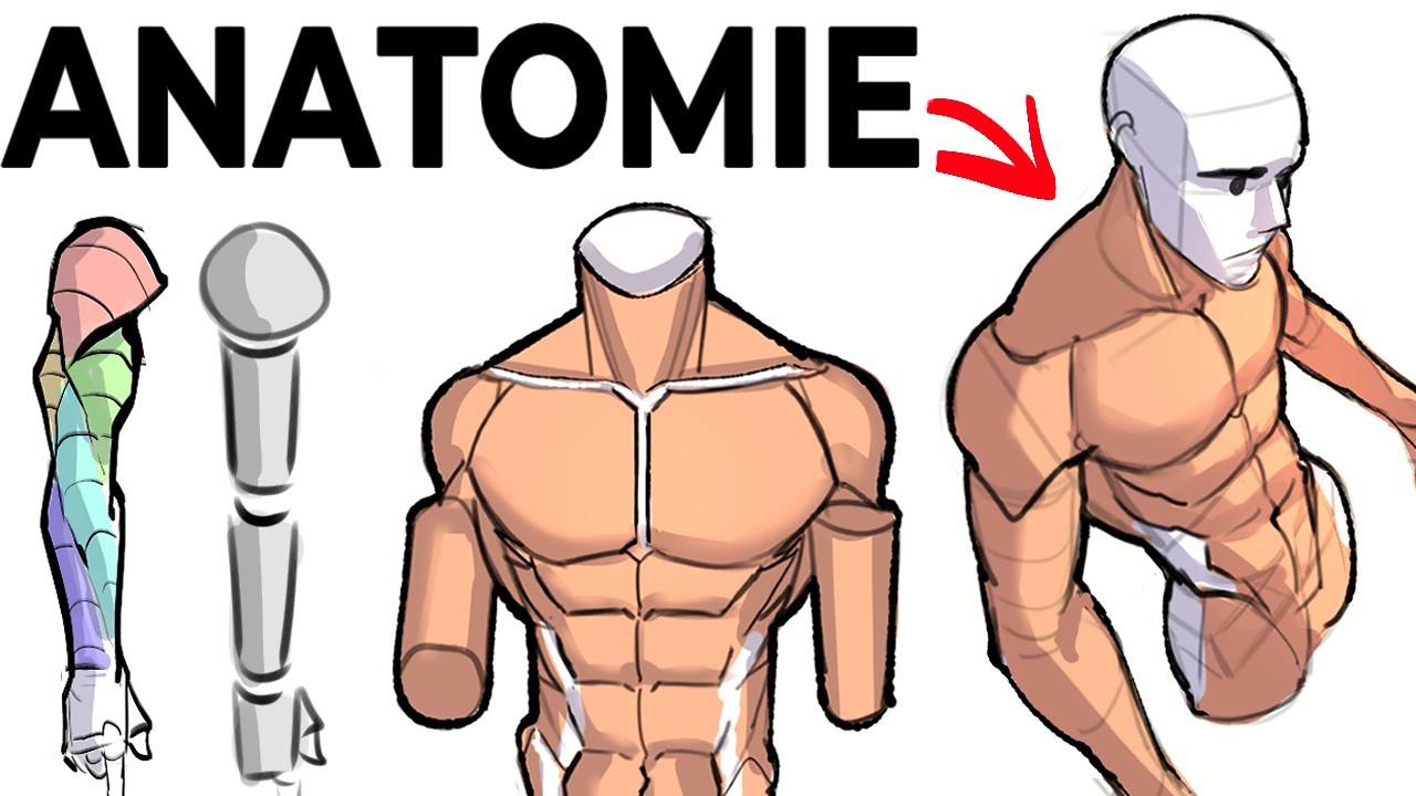 Comment DESSINER L'ANATOMIE De Base (le processus de A à Z) - YouTube