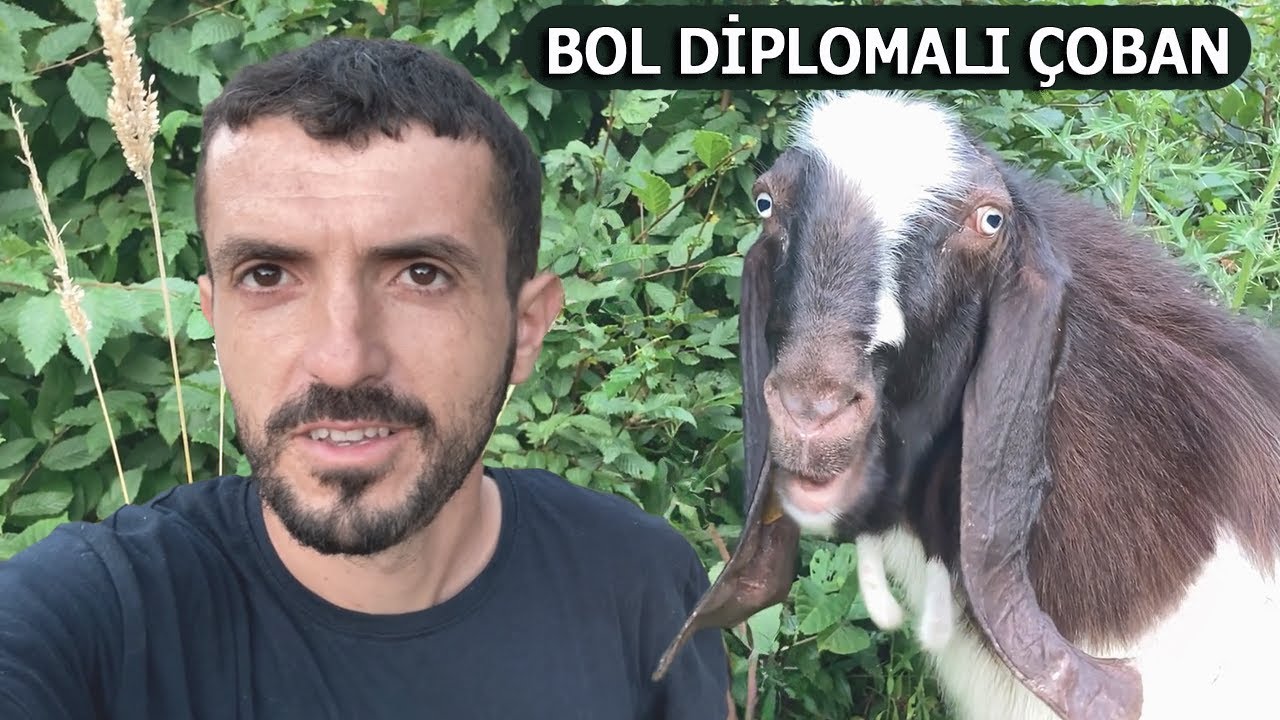 Halep keçisi yetiştiricisi / BOL DİPLOMALI ÇOBAN