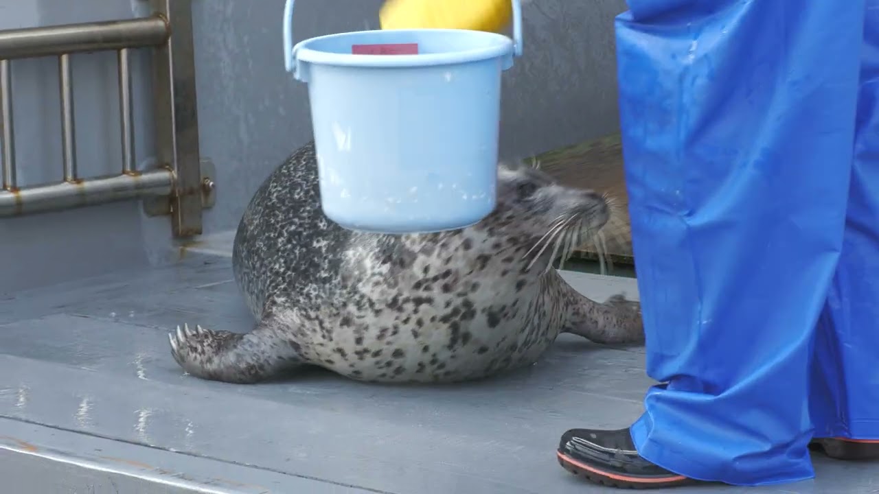 Spotted Seal (Kobe Suma Sea World) May 31, 2023 - YouTube