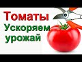 Нормирование кистей томатов. Ускоряем налив и созревание.