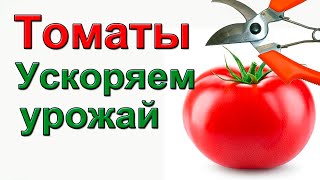 Обрезка томатов КАК УСКОРИТЬ СОЗРЕВАНИЕ