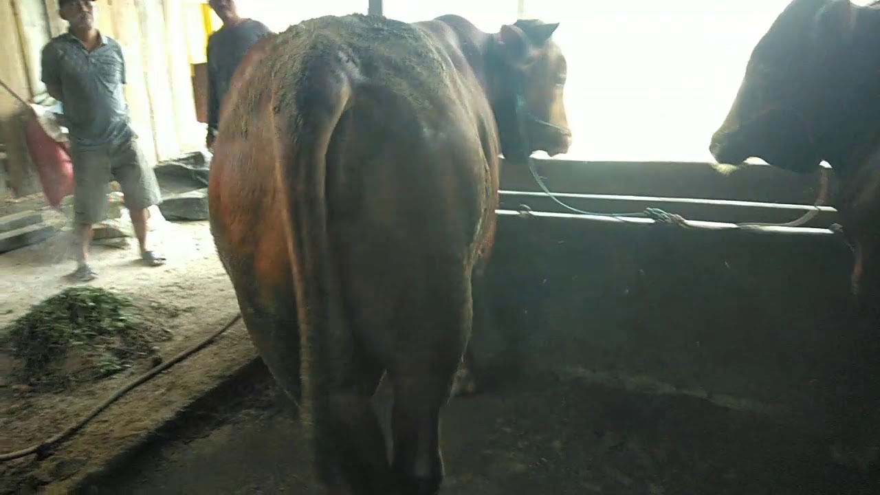 Sapi Lokal siap Potong - YouTube