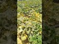 زراعة وانتاج اللب الابيض من الكوسة 
