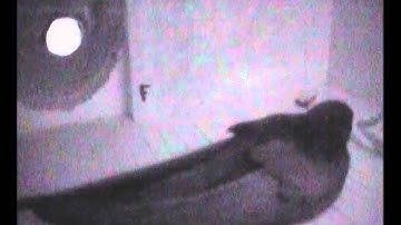 Binnenkomst Gierzwaluw observatiekast F, 4u55m