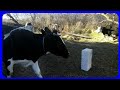 коровы на прогулке//зимнее содержание крс//болячки у коров