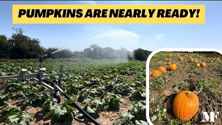Pumpkins are ready but we’ve had to water them a lot ! Cauliflowers finally growing, grass leys sown