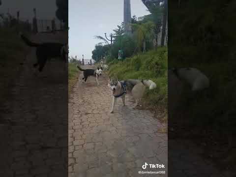 الهاسكي دانيال غار على ديانا من هاسكي آخر شوفوا الفيديو