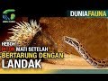 ULAR VS LANDAK, PITON MATI SETELAH BERUSAHA MEMANGSA LANDAK #fauna #binatang #ular #animal