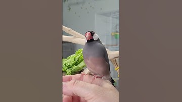 Meet my Cute and Tame Java Sparrow - A Lovely Companion! #shorts