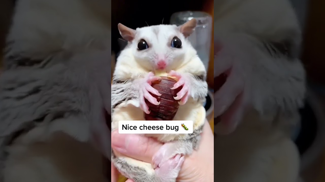 sugar glider eats cheese bug #sugarglider #pets #animals #petlover