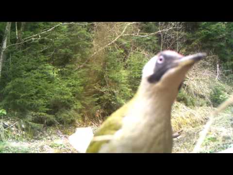 მწვანე კოდალა ბორჯომ-ხარაგაულის ეროვნულ პარკში | Borjomi-Kharagauli National Park