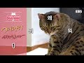 고양이를 부탁해 - 거대 고양이 태평이로소이다_#001