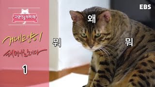 고양이를 부탁해 - 거대 고양이 태평이로소이다_#001