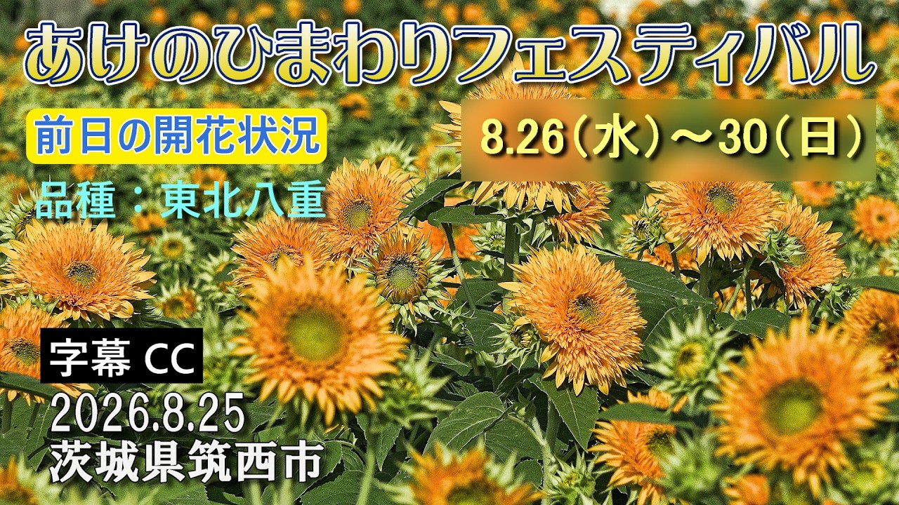Japan Sunflower Festival: Relaxing Double-Petal Tohoku Yae Blooms