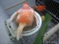 Kanarki - samica znosi jajo (Canaries - female lays egg)