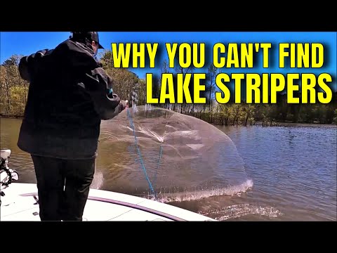 How to Catch Stripers in ALL Freshwater Striped Bass LAKES. Live  Bait-SHAD/HERRING #4 Simrad 