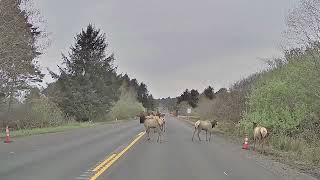 Elks at Cannon Beach, Oregon