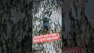 රැහැයියා දැකලා නැනේ??එනම් බලාගන්න???