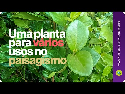 Vídeo: Plantas de viburno em vasos - dicas para cultivar viburno em recipientes