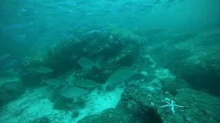 Myanmar Liveaboard, Day 3, April 2019