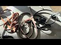 Lagotto Romagnolo Best Leashes And Collars From Etsy Lagotto Romagnolo Best Leashes And Collars From Etsy