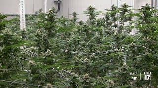 Michigan marijuana businesses face uncertainty after new 24% wholesale tax is signed into law